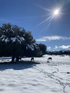 Neve Barbagia