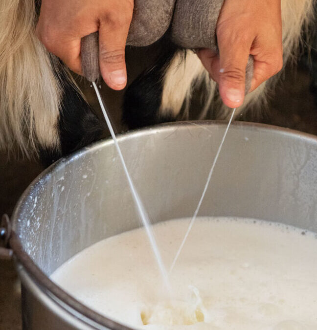 Pastora per una mattina: le capre di Fabrizia