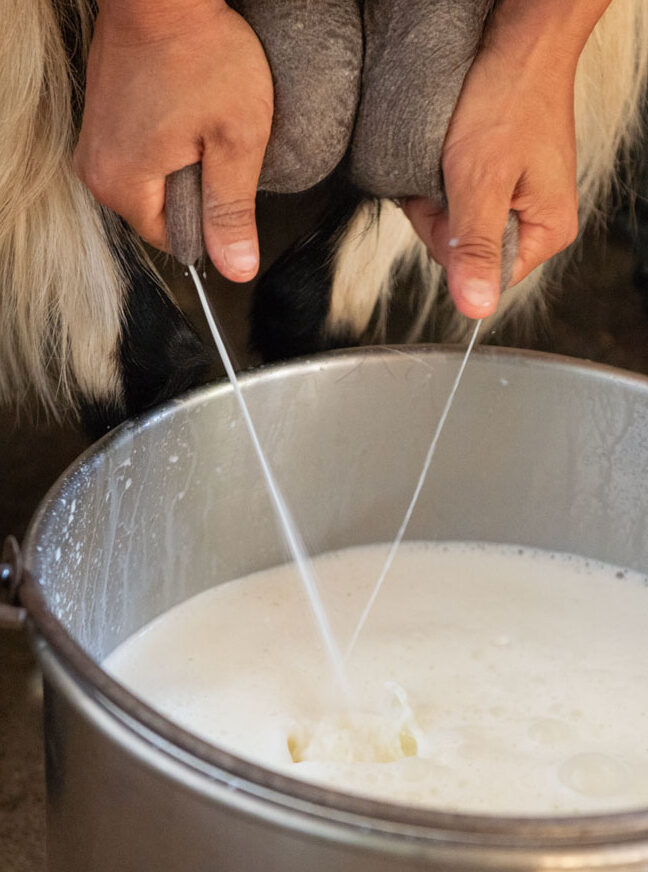Pastora per una mattina: le capre di Fabrizia