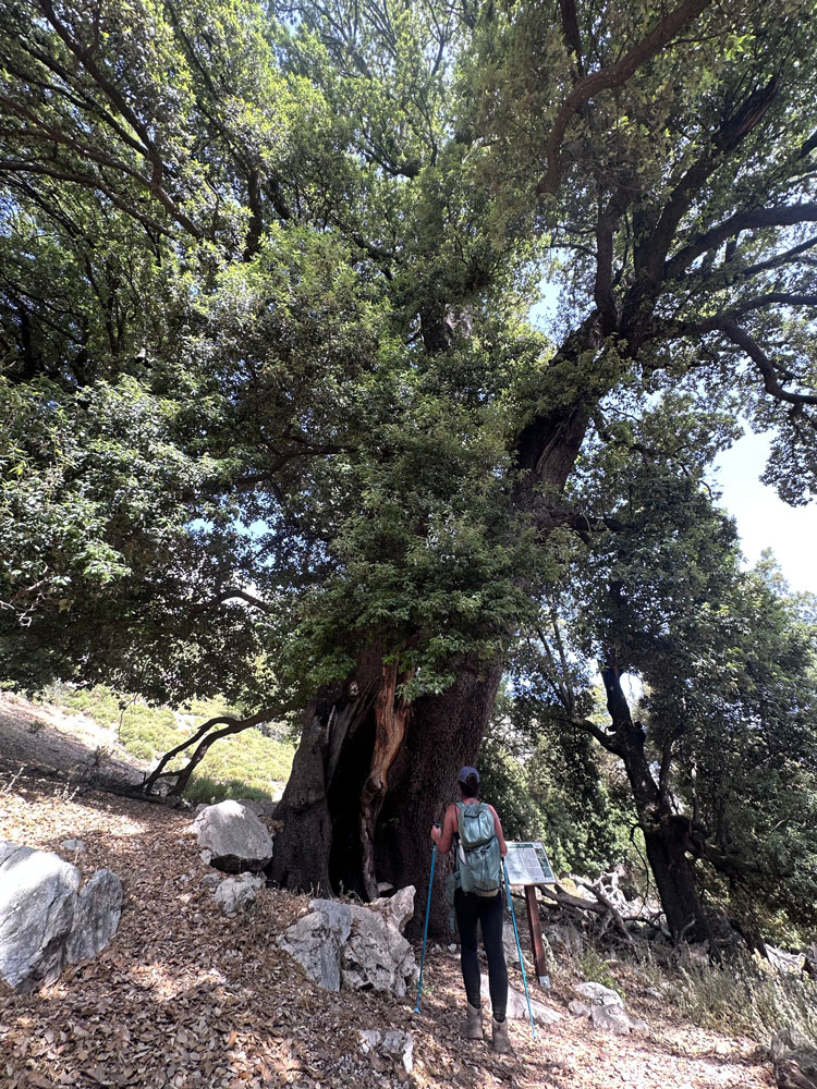albero