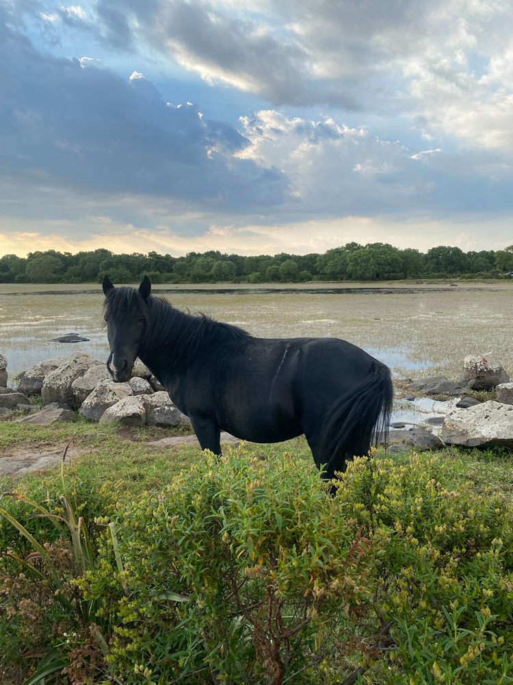 cavallino Giara Gesturi