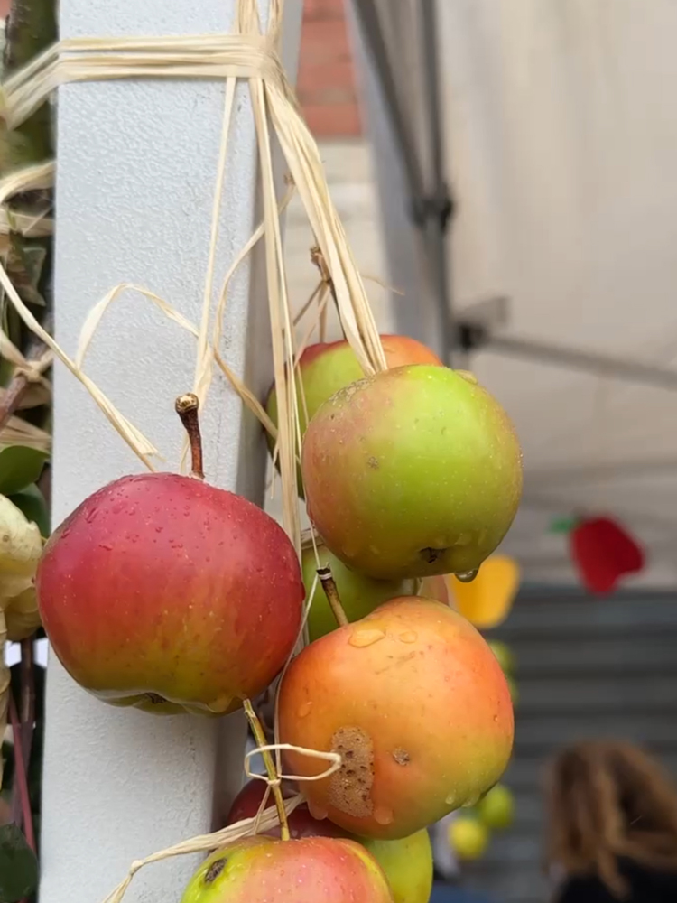Appicconi Trempa Orrubia